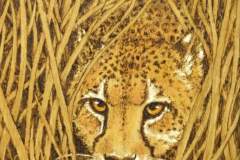 Cheetah-Bechtold